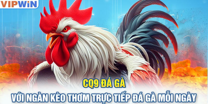 CQ9 Đá Gà Với Ngàn Kèo Thơm Trực Tiếp Đá Gà Mỗi Ngày